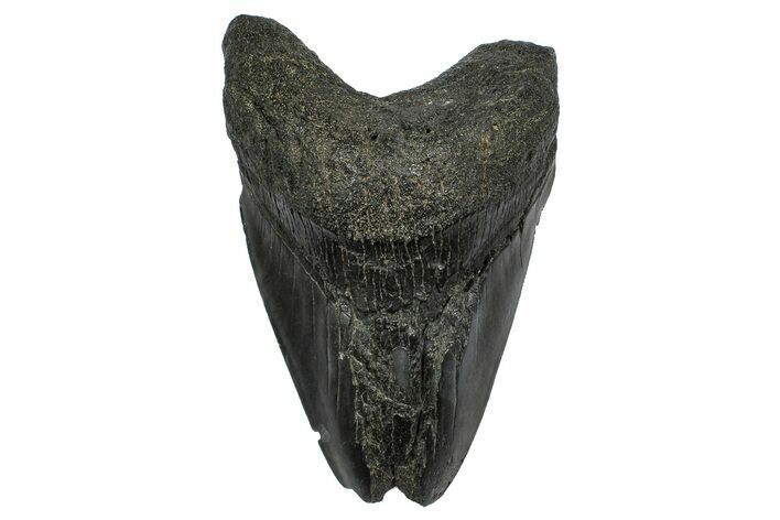 Bargain, Fossil Megalodon Tooth - South Carolina #372381